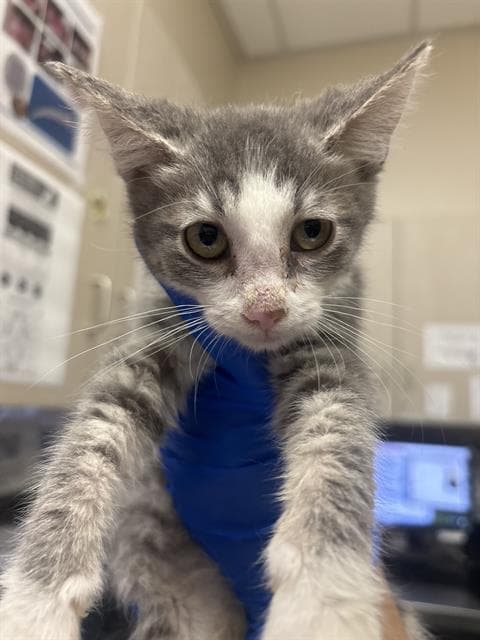 Selene - Domestic Short Hair