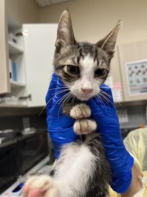 Titan - Domestic Short Hair