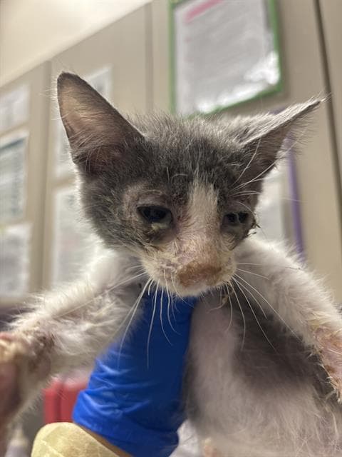 Orion - Domestic Short Hair