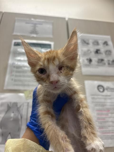 Europa - Domestic Short Hair