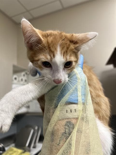 Dione - Domestic Short Hair