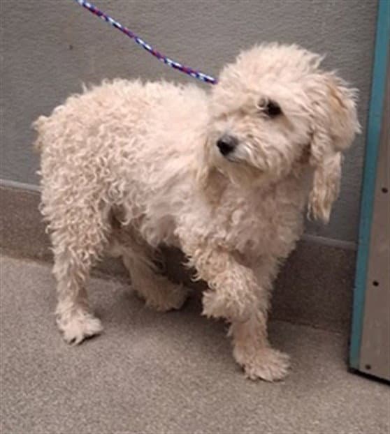 Kiryess - Poodle (Toy)