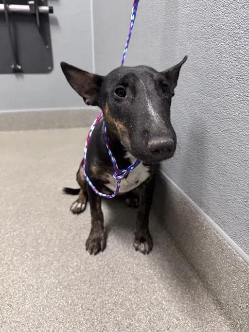 Maggie Mae - Bull Terrier