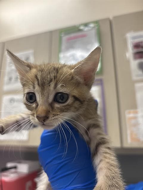 Comet - Domestic Short Hair