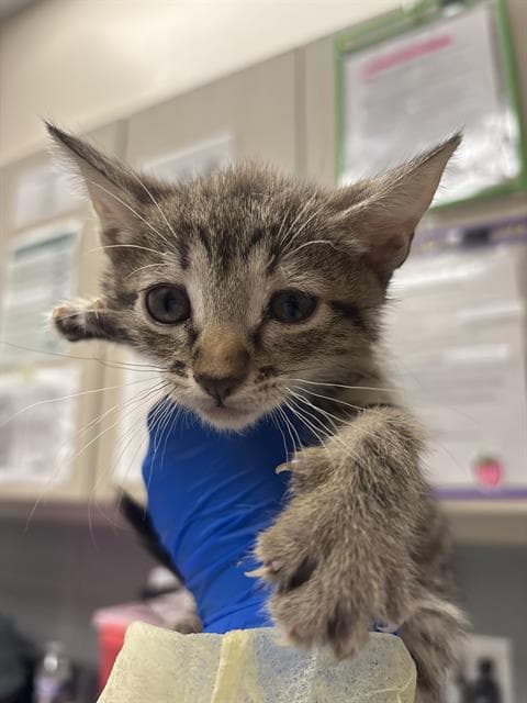 Lyra - Domestic Short Hair