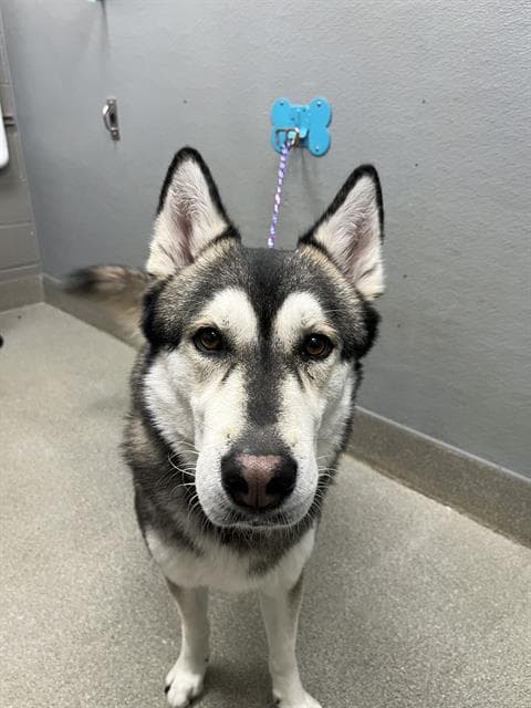 Simba - Siberian Husky