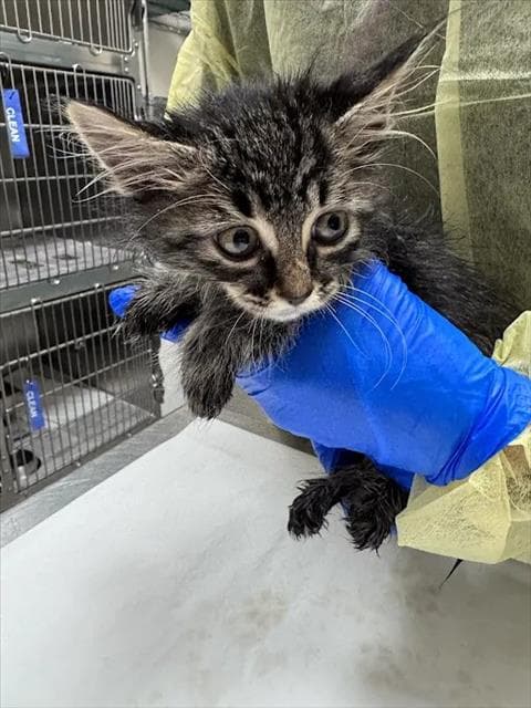 Gus - Domestic Medium Hair