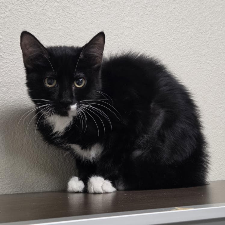 Alex - Domestic Short Hair