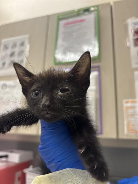 Delphinus - Domestic Short Hair