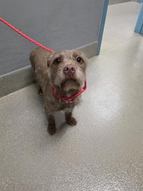 Rose - Terrier