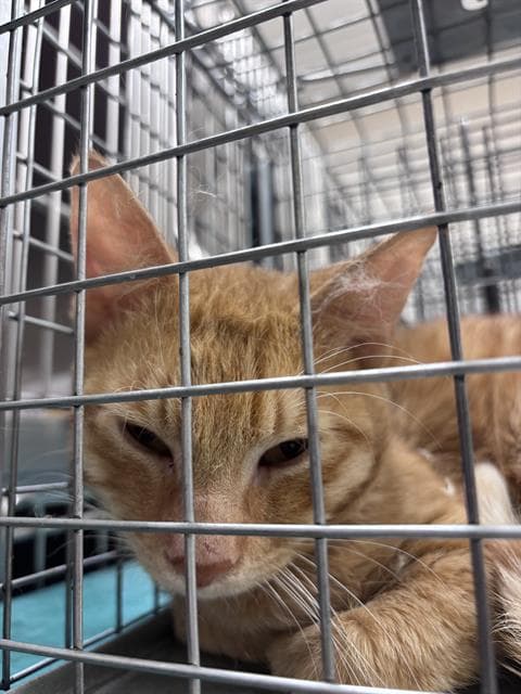 Tigger - Domestic Short Hair