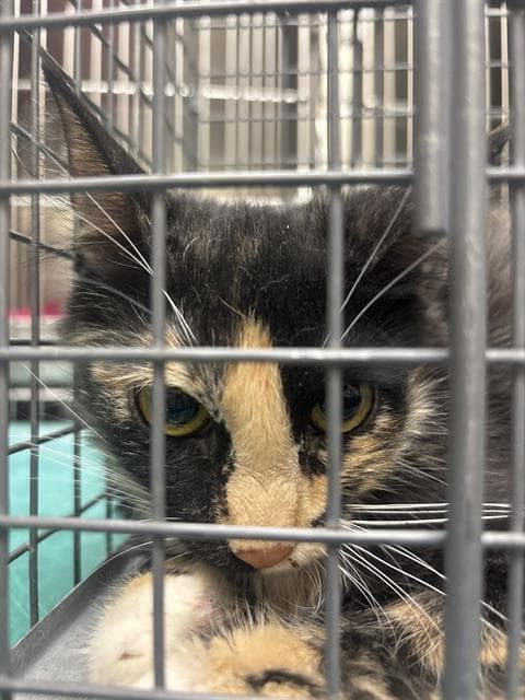 Tiffany - Domestic Short Hair