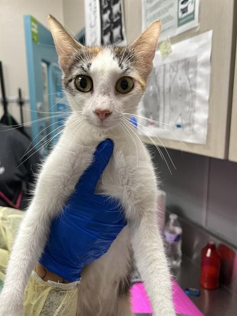 Lulu - Domestic Short Hair