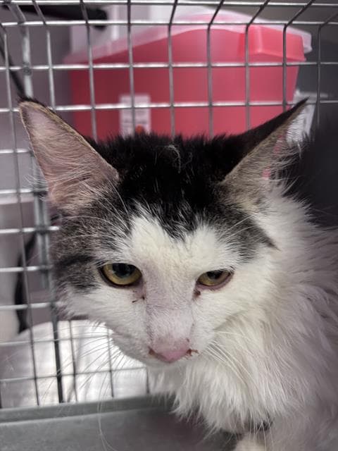 Christofur - Domestic Short Hair
