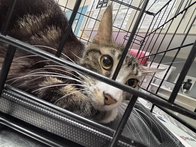 Big Bo - Domestic Short Hair