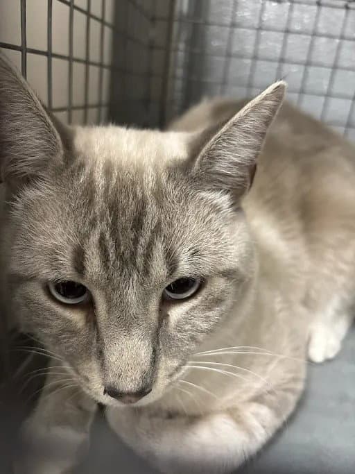 Token - Domestic Short Hair