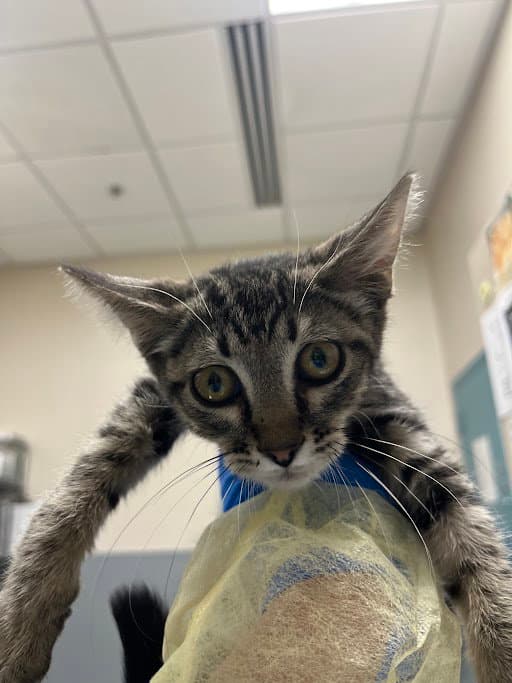 Alexander Hameowlton - Domestic Short Hair