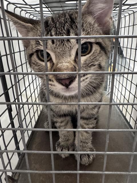 Will Furrell - Domestic Short Hair