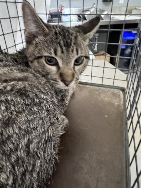 Purrsnickety - Domestic Short Hair