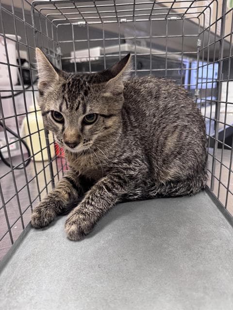 Issac Mewton - Domestic Short Hair
