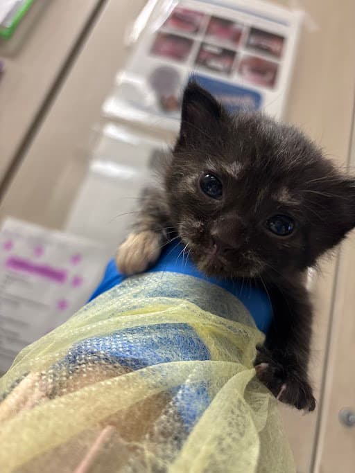 Limon - Domestic Short Hair