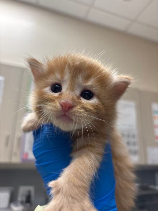 Shrimp - Domestic Short Hair