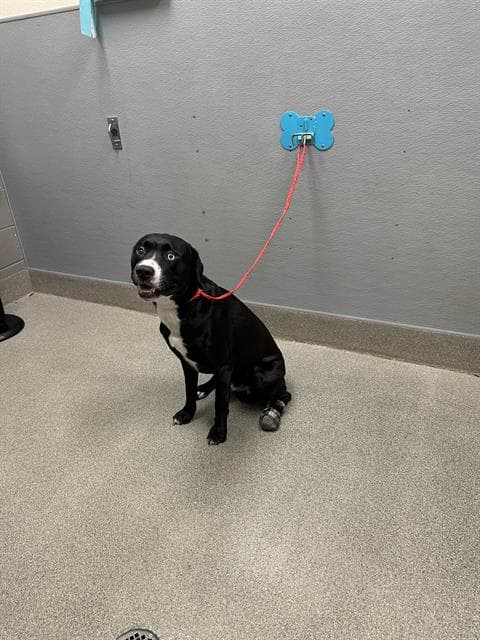 Vegas - Labrador Retriever