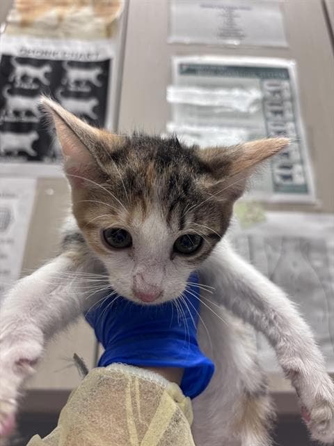 Rhea - Domestic Short Hair