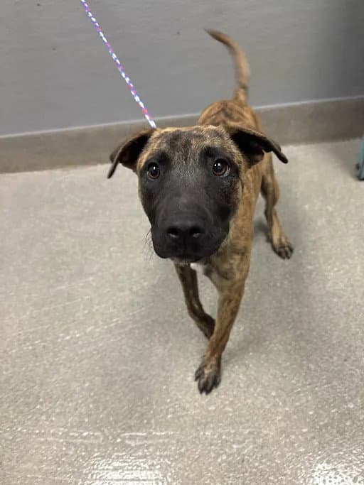 Russ - Dutch Shepherd