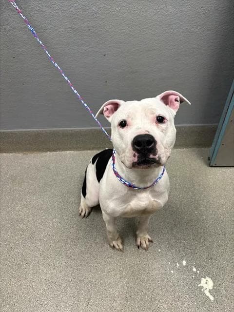 Misses Moo - Pit Bull Terrier