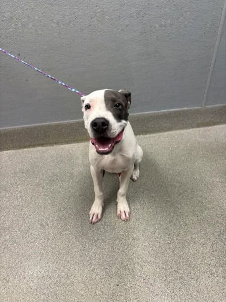 Pancake Batter - Pit Bull Terrier