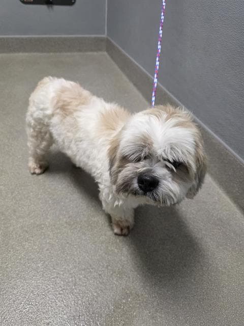 Remy - Lhasa Apso