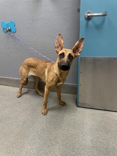 Kimmie Ear - German Shepherd Dog