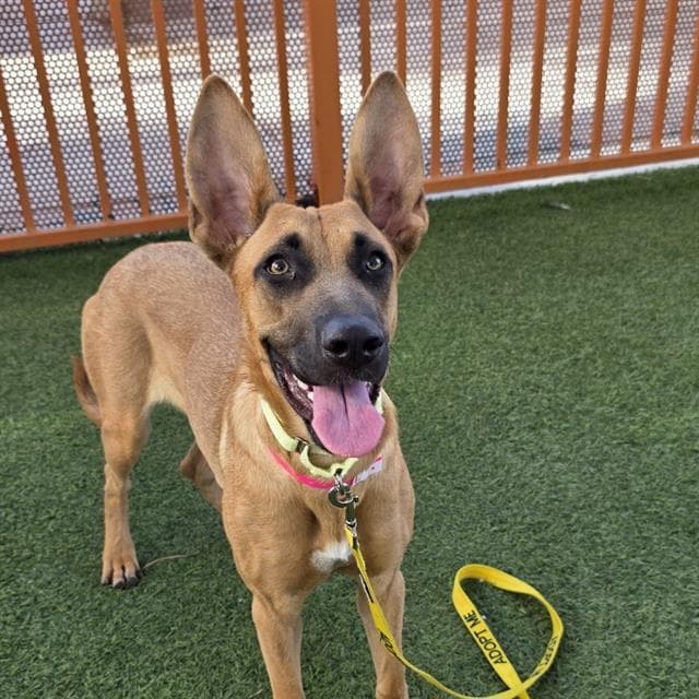 Kimmie Ear - German Shepherd Dog