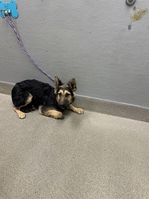 Sarabeth - German Shepherd Dog