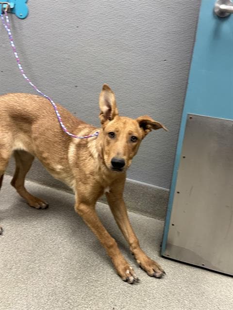 Carla - German Shepherd Dog