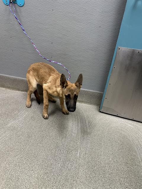 Linda - German Shepherd Dog