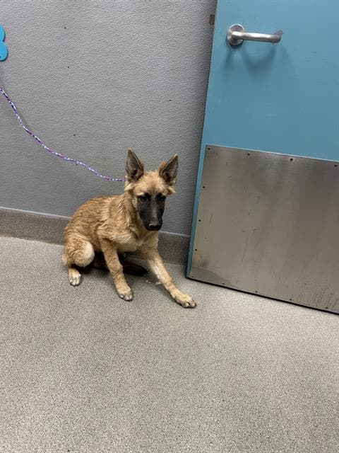 Cassie - German Shepherd Dog