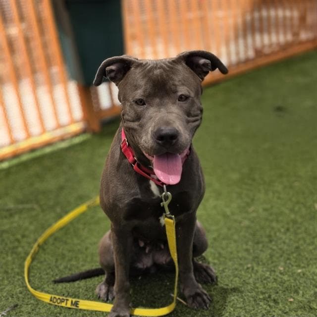 Diamond - Pit Bull Terrier