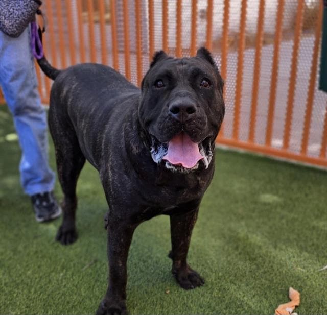 Pretty - Presa Canario