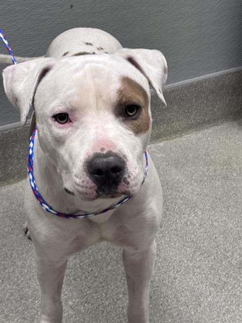 Bam Bam - Pit Bull Terrier