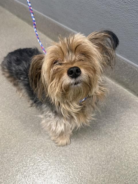 Tilly - Yorkshire Terrier Yorkie