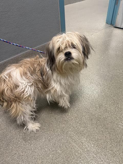 Timothy - Maltese