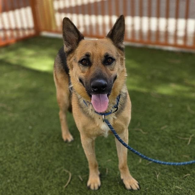 Bullet - German Shepherd Dog