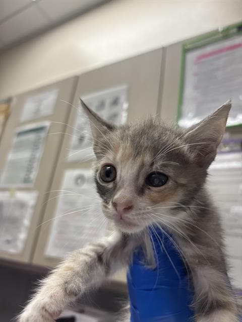 Nebula - Domestic Short Hair