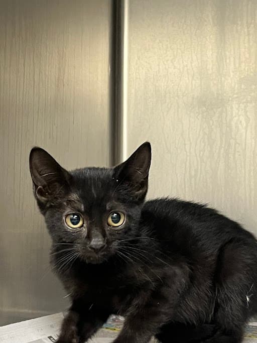 Gabby - Domestic Short Hair