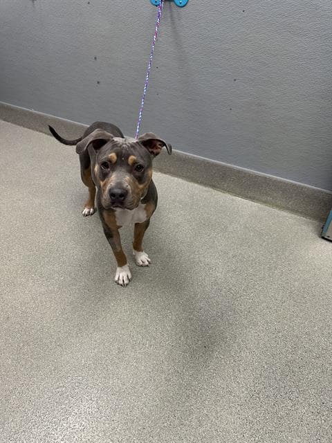 Stormy - Pit Bull Terrier