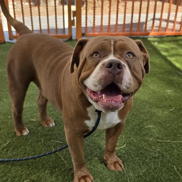 Tanque - American Bulldog