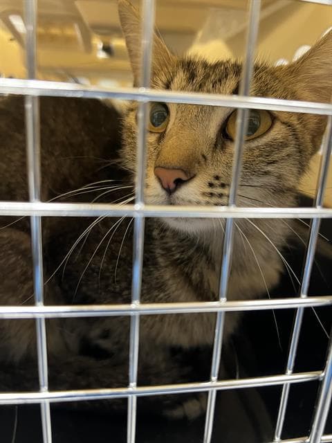 Paulina - Domestic Short Hair