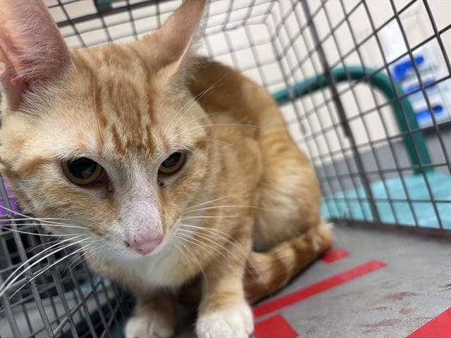 Garfield - Domestic Short Hair